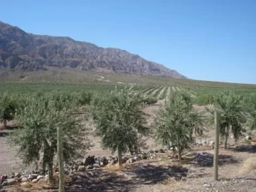 Falta una política industrial en la olivicultura sanjuanina Falta una política industrial en la olivicultura sanjuanina
