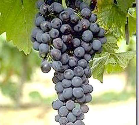 El vino argentino-chileno se atrasa por problemas legales El vino argentino-chileno se atrasa por problemas legales