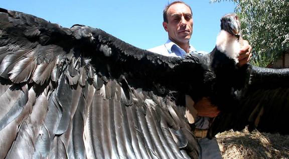 Mandan a terapia a un cóndor que casi se muere en un cable Mandan a terapia a un cóndor que casi se muere en un cable