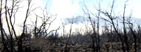 Impiden que el fuego alcance la aduana Impiden que el fuego alcance la aduana