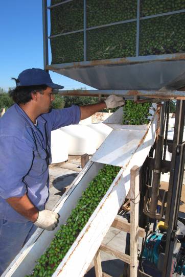 Cae 50% el rinde en aceituna para elaboración de conserva Cae 50% el rinde en aceituna para elaboración de conserva