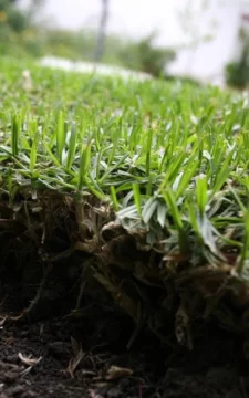Verde en la estación fría Verde en la estación fría