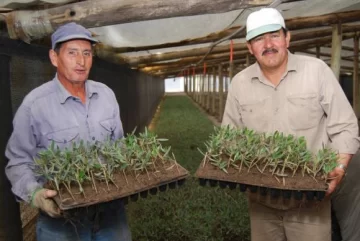 Pese a la crisis los viveros de vid y olivo venden plantas Pese a la crisis los viveros de vid y olivo venden plantas