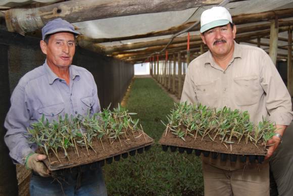 Pese a la crisis los viveros de vid y olivo venden plantas Pese a la crisis los viveros de vid y olivo venden plantas