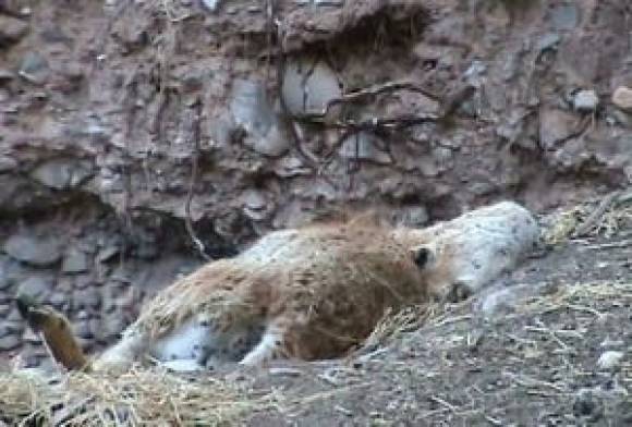 Ya investigan presunto maltrato de animales Ya investigan presunto maltrato de animales