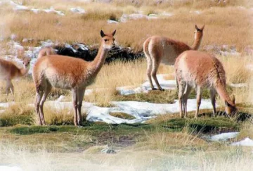 San Juan, la más protegida San Juan, la más protegida