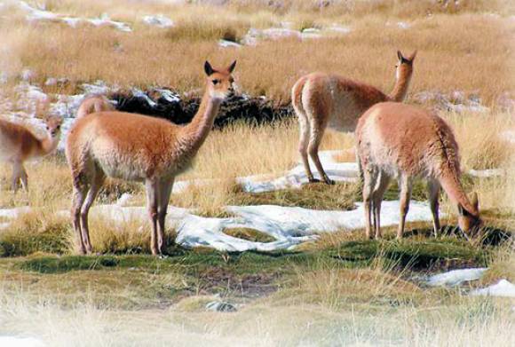 San Juan, la más protegida San Juan, la más protegida