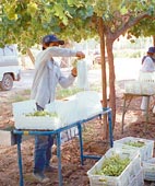 Integración de productores a la cadena vitivinícola Integración de productores a la cadena vitivinícola