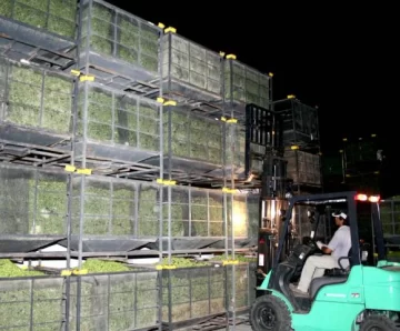 Mendoza suspendió el ingreso de aceitunas desde San Juan Mendoza suspendió el ingreso de aceitunas desde San Juan