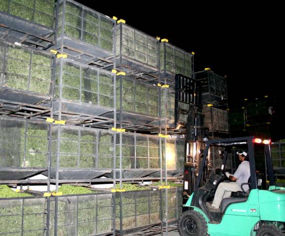 Mendoza suspendió el ingreso de aceitunas desde San Juan Mendoza suspendió el ingreso de aceitunas desde San Juan