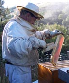 Crean asistencia para la cadena apícola nacional Crean asistencia para la cadena apícola nacional