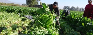 Acelgas para congelados se cosechan en San Juan Acelgas para congelados se cosechan en San Juan