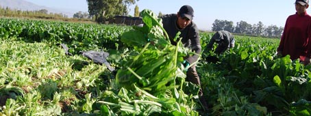 Acelgas para congelados se cosechan en San Juan Acelgas para congelados se cosechan en San Juan