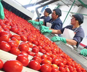 Tomate industrial: Se terminó la cosecha y no tiene precio Tomate industrial: Se terminó la cosecha y no tiene precio