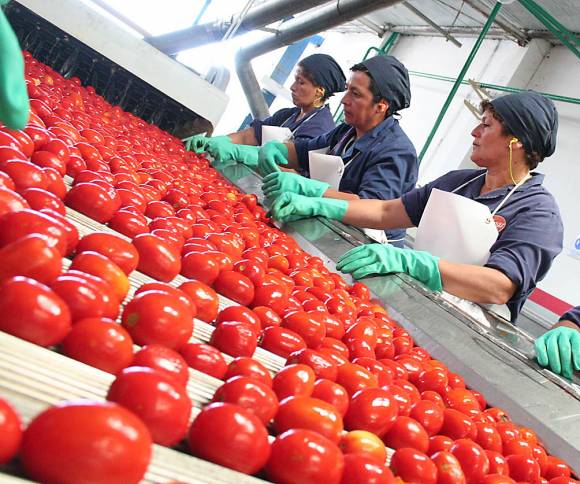 Tomate industrial: Se terminó la cosecha y no tiene precio Tomate industrial: Se terminó la cosecha y no tiene precio