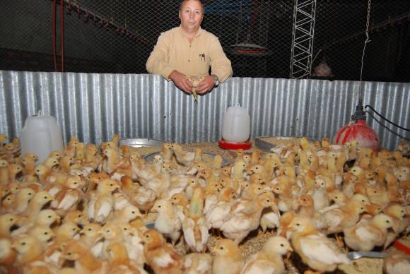 Crisis internacional afecta a los productores avícolas Crisis internacional afecta a los productores avícolas