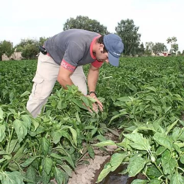 Los agricultores le vieron la veta al crédito oficial Los agricultores le vieron la veta al crédito oficial