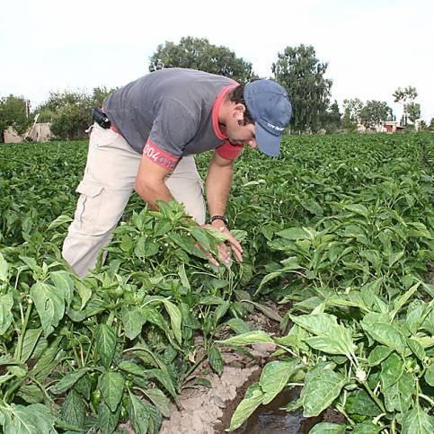 Los agricultores le vieron la veta al crédito oficial Los agricultores le vieron la veta al crédito oficial