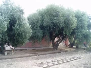 El optimismo del productor El optimismo del productor