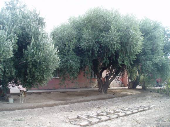 El optimismo del productor El optimismo del productor