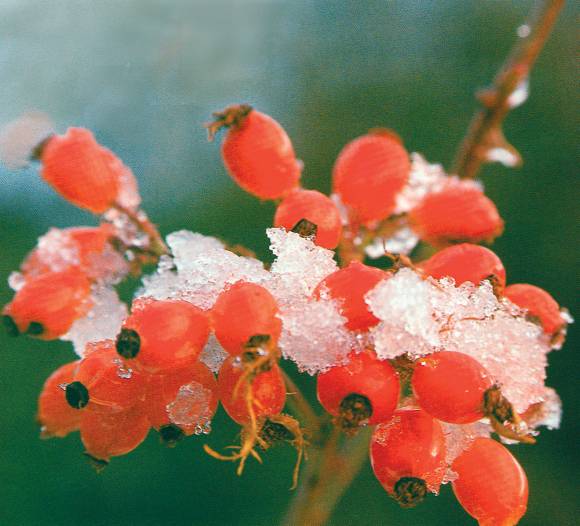 Letargo estival Letargo estival