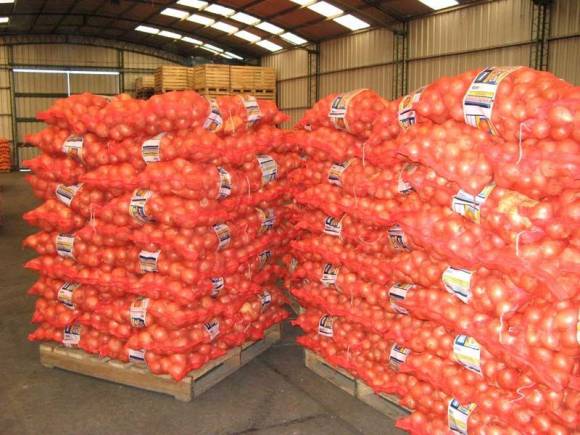 Cebolla del sur ya puede acceder a sello de calidad Cebolla del sur ya puede acceder a sello de calidad