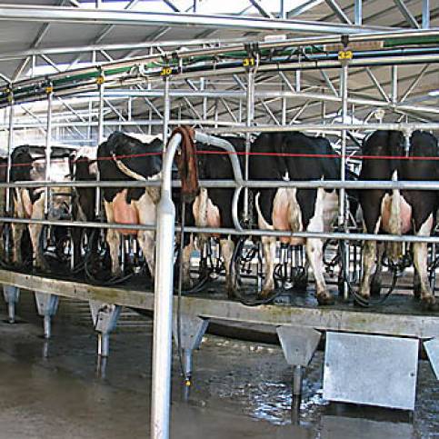 Tamberos regalarán 6.000 litros de leche en Córdoba Tamberos regalarán 6.000 litros de leche en Córdoba