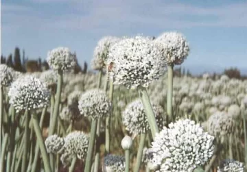 Legislan en apoyo al sector semillero Legislan en apoyo al sector semillero