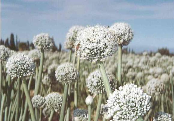 Legislan en apoyo al sector semillero Legislan en apoyo al sector semillero