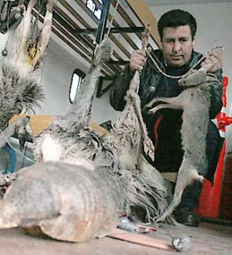 La caza furtiva extinguió la chinchilla y otras especies La caza furtiva extinguió la chinchilla y otras especies