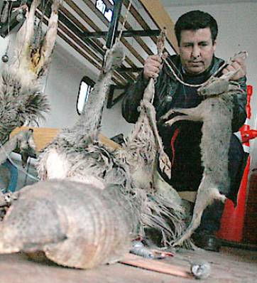 La caza furtiva extinguió la chinchilla y otras especies La caza furtiva extinguió la chinchilla y otras especies