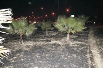 Av. Circunvalación: Queman 7 palmeras Av. Circunvalación: Queman 7 palmeras