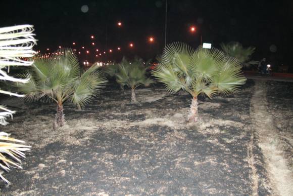 Av. Circunvalación: Queman 7 palmeras Av. Circunvalación: Queman 7 palmeras