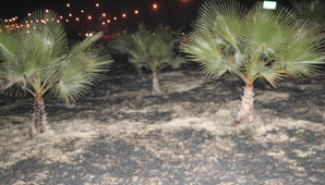 Siete palmeras afectadas por un incendio en Av. Circunvalación Siete palmeras afectadas por un incendio en Av. Circunvalación