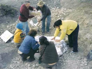 Trasladan fósiles con la ayuda de una minera Trasladan fósiles con la ayuda de una minera