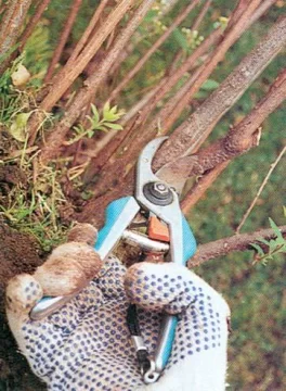 Estímulos vivos Estímulos vivos