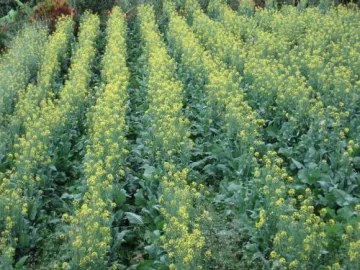 Suman proyectos para el fortalecimiento del área Suman proyectos para el fortalecimiento del área