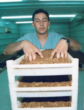 Pedirán plata a Senasa para combatir la mosca Pedirán plata a Senasa para combatir la mosca