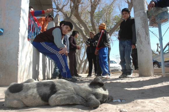 La Villa Nacusi se transformó en un cementerio de animales La Villa Nacusi se transformó en un cementerio de animales