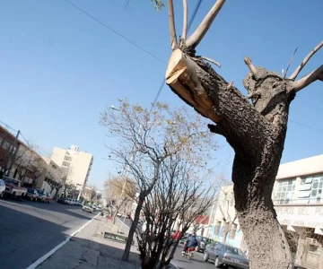 La poda céntrica creó polémica en Medio Ambiente La poda céntrica creó polémica en Medio Ambiente