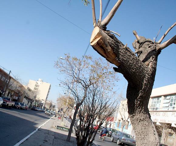 La poda céntrica creó polémica en Medio Ambiente La poda céntrica creó polémica en Medio Ambiente