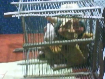 Otro récord del duende