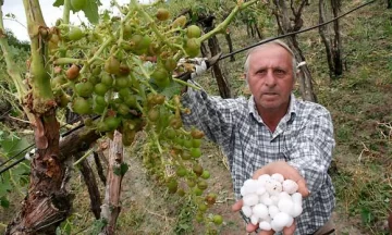 Cambio climático: ¿Hacia un nuevo mapa vitivinícola? Cambio climático: ¿Hacia un nuevo mapa vitivinícola?