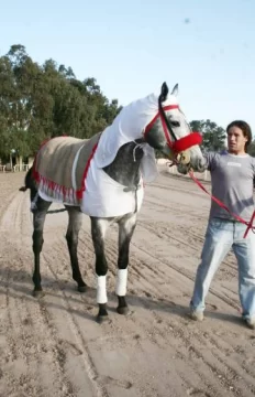 Turf: Un clásico récord Turf: Un clásico récord