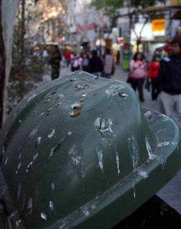 Peatonal: quieren usar halcones para espantar los tordos Peatonal: quieren usar halcones para espantar los tordos