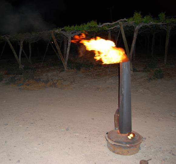 Nueva helada: 2% de pérdida Nueva helada: 2% de pérdida