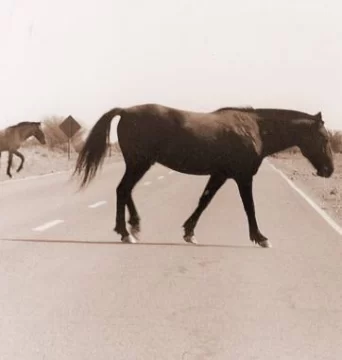 Multiplicaron el castigo por dejar animales sueltos en las rutas Multiplicaron el castigo por dejar animales sueltos en las rutas