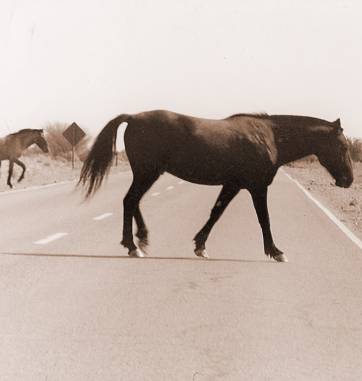 Multiplicaron el castigo por dejar animales sueltos en las rutas Multiplicaron el castigo por dejar animales sueltos en las rutas