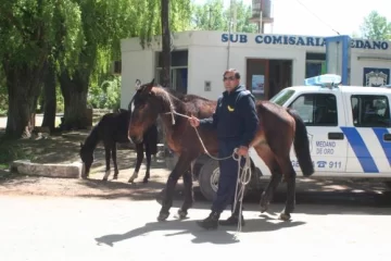 Recuperan caballos.< Recuperan caballos.<