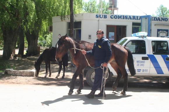 Recuperan caballos.< Recuperan caballos.<